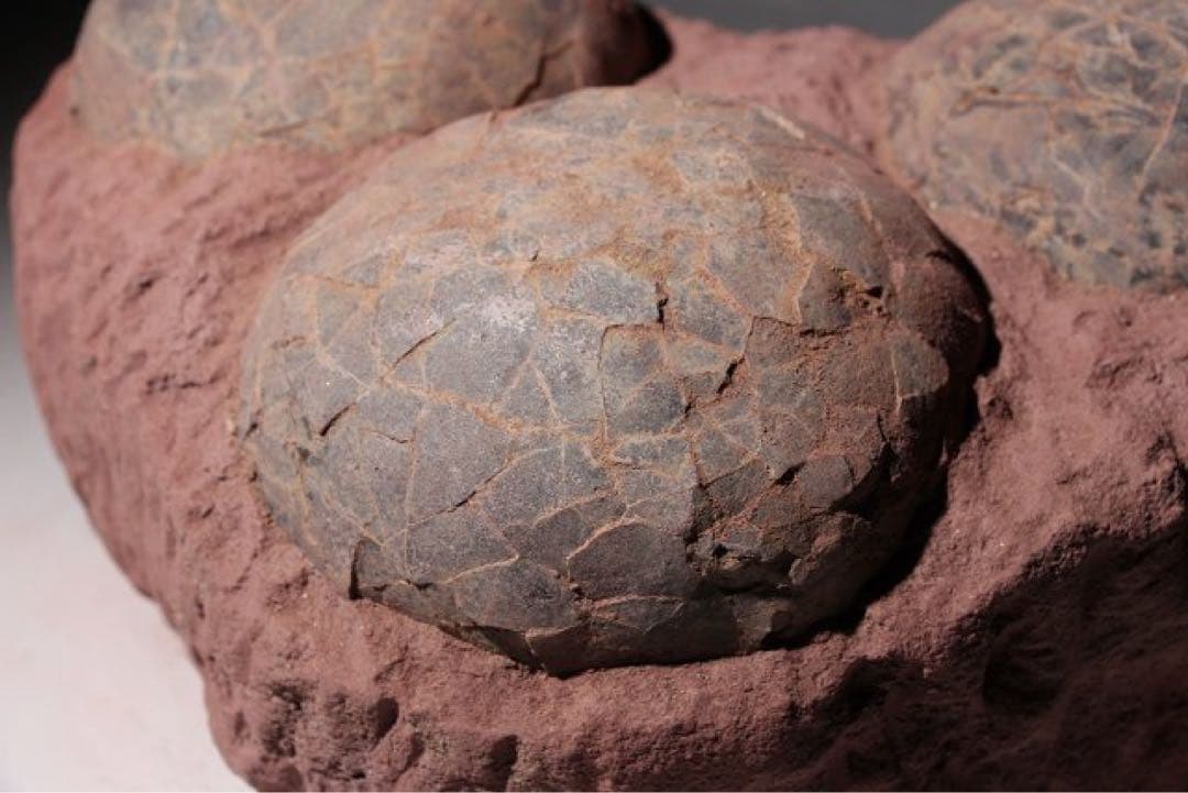 ☆クリスマス特価☆ 【入手困難】恐竜の卵　化石　ハドロサウルスの卵の巣　3個