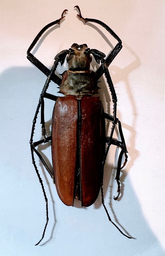 ペルーカミキリムシ　Callipogon Armillatus ？約112mm