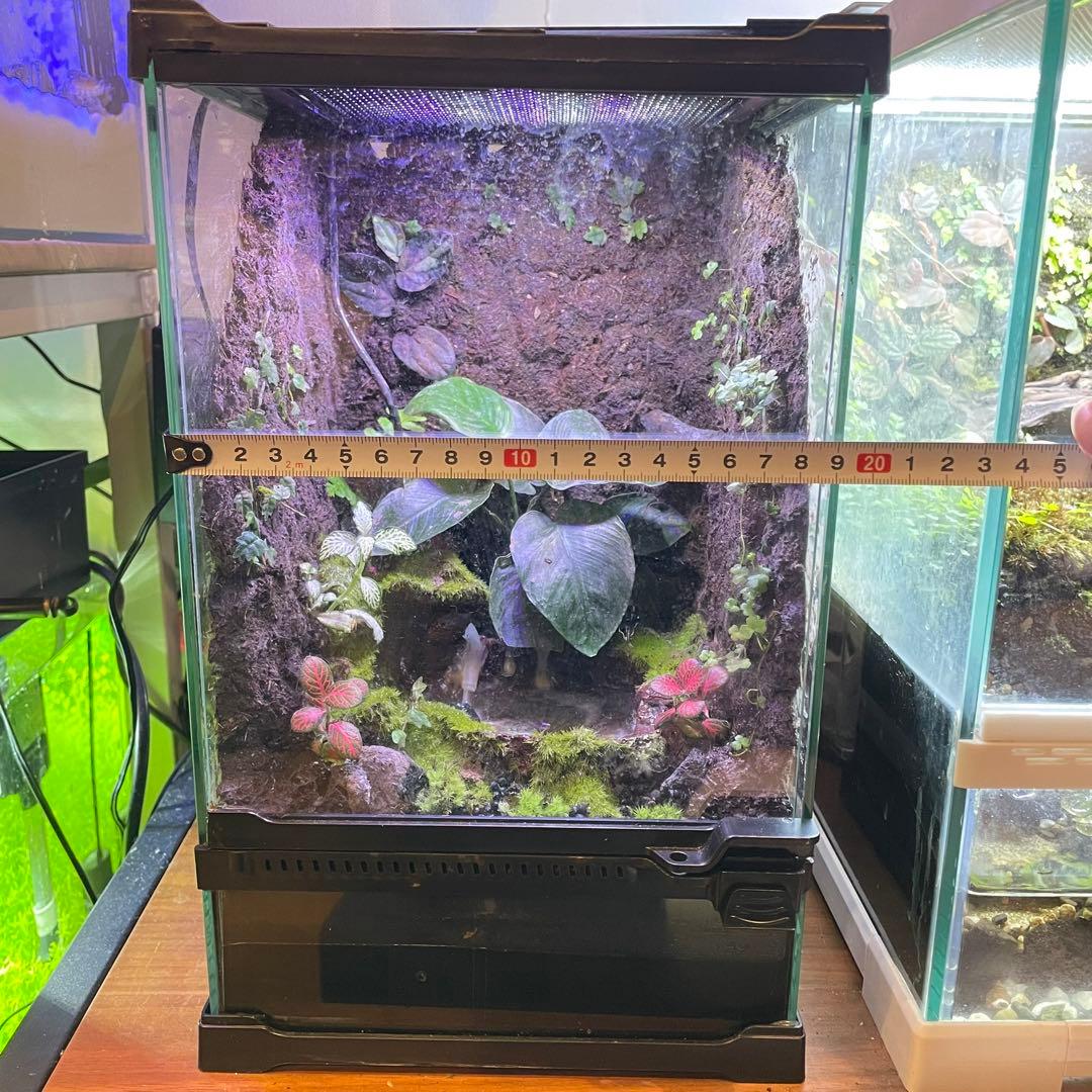 【値下げしました】レイアウト水槽 イモリウム カエルリウム