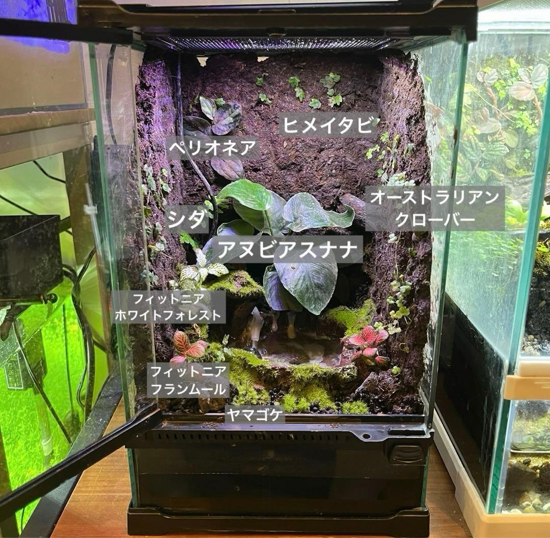 【値下げしました】レイアウト水槽 イモリウム カエルリウム