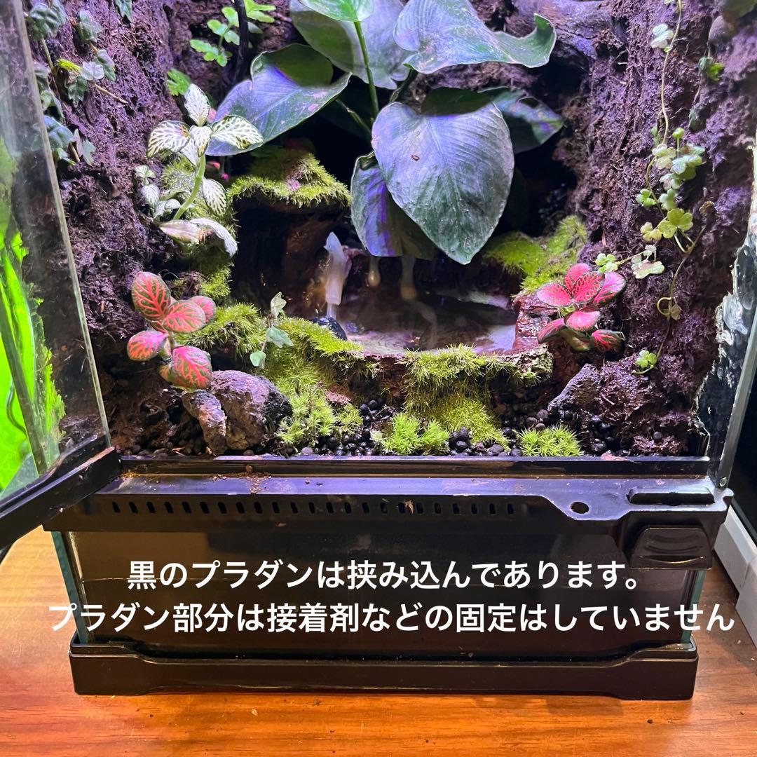 【値下げしました】レイアウト水槽 イモリウム カエルリウム