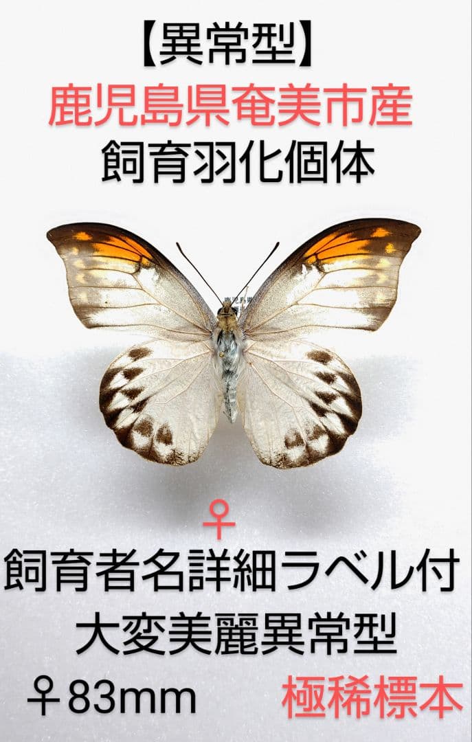 【異常型】 ツマベニチョウ♀★奄美市産★大変稀美麗 83mm飼育羽化標本貴重