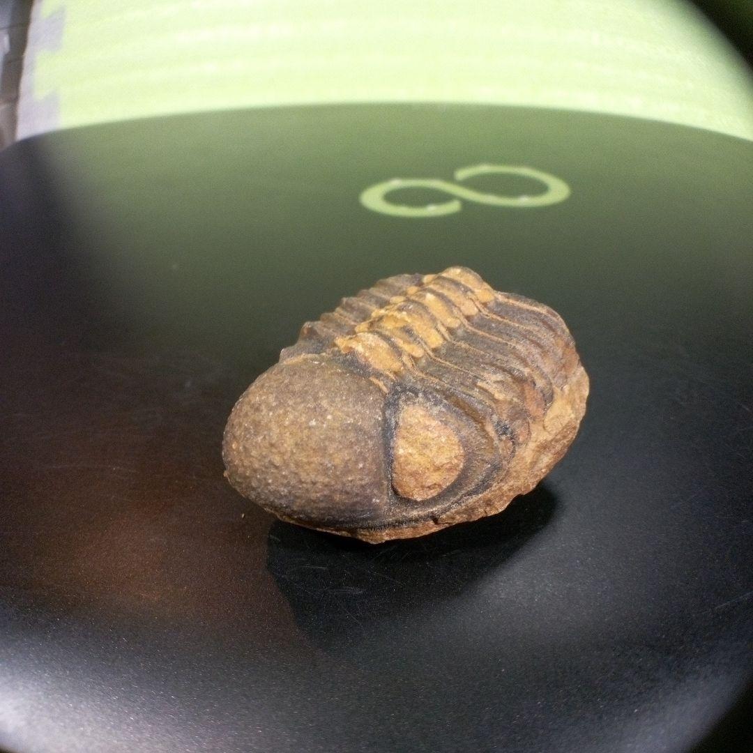 三葉虫　化石　fossil　ボリビア産　トライロバイト　三葉虫個体⑨