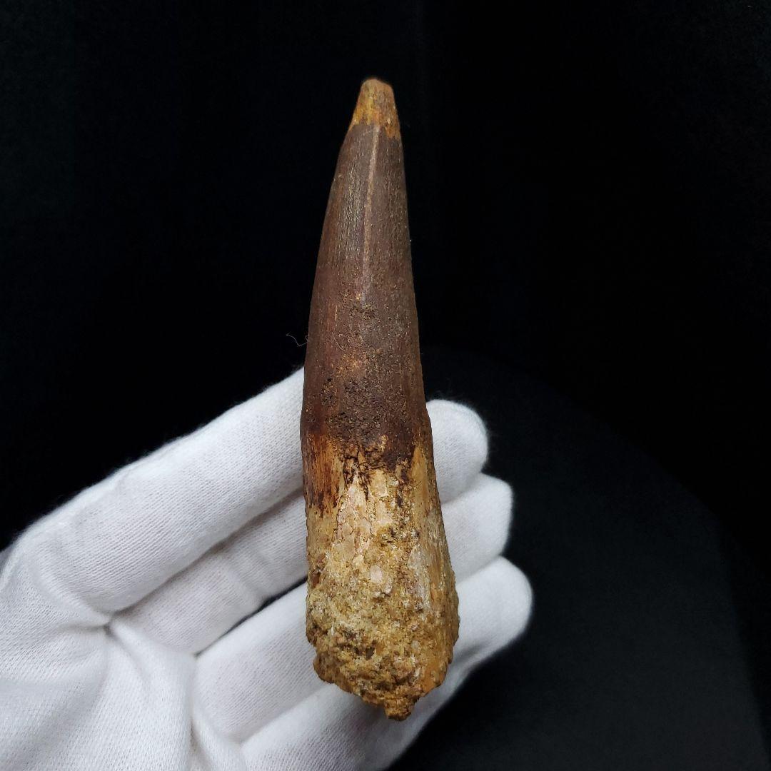 美品 スピノサウルス 本物 モロッコ産 90.98mm sp438