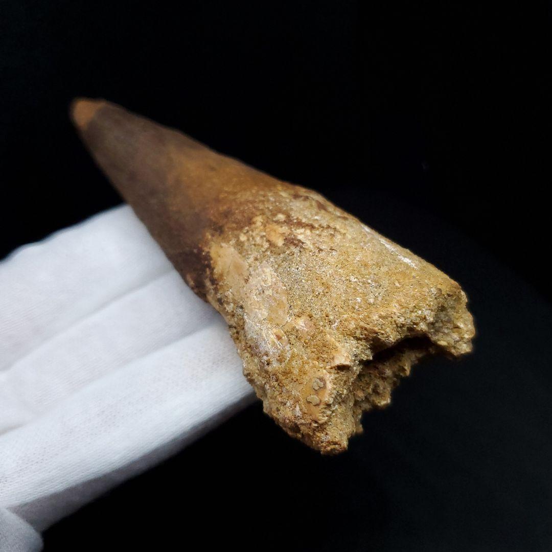 美品 スピノサウルス 本物 モロッコ産 90.98mm sp438