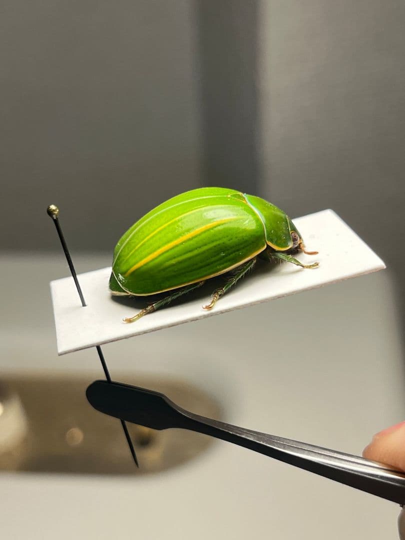 【鶯黄金希少種】グランディキュラタケコガネ 標本 ウグイスコガネ プラチナコガネ