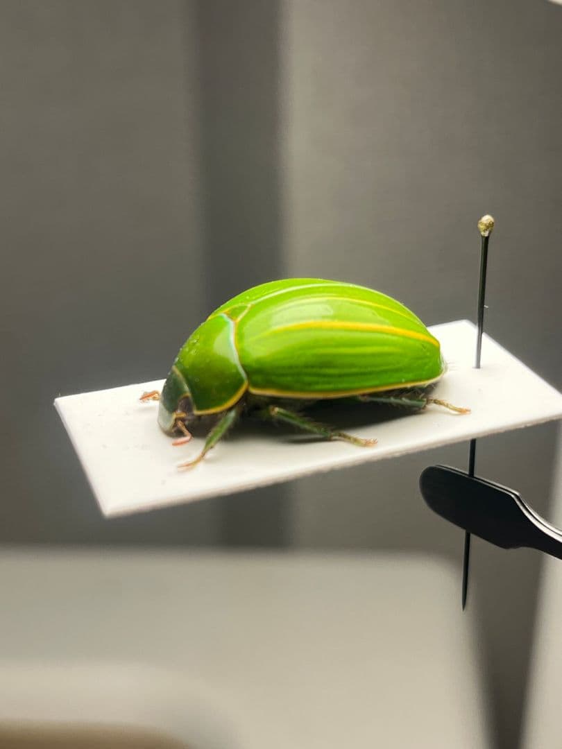 【鶯黄金希少種】グランディキュラタケコガネ 標本 ウグイスコガネ プラチナコガネ