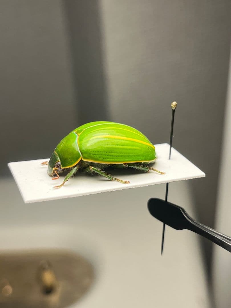 【鶯黄金希少種】グランディキュラタケコガネ 標本 ウグイスコガネ プラチナコガネ