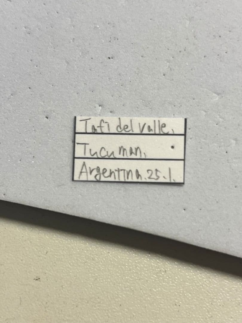 【鶯黄金希少種】グランディキュラタケコガネ 標本 ウグイスコガネ プラチナコガネ