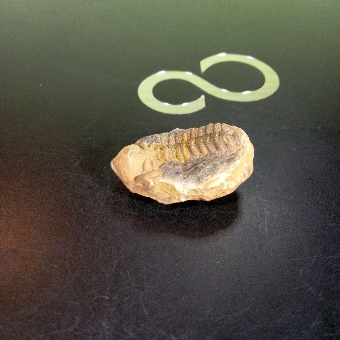 三葉虫　化石　fossil　海　ボリビア産　trilobite　海生動物分類⑥