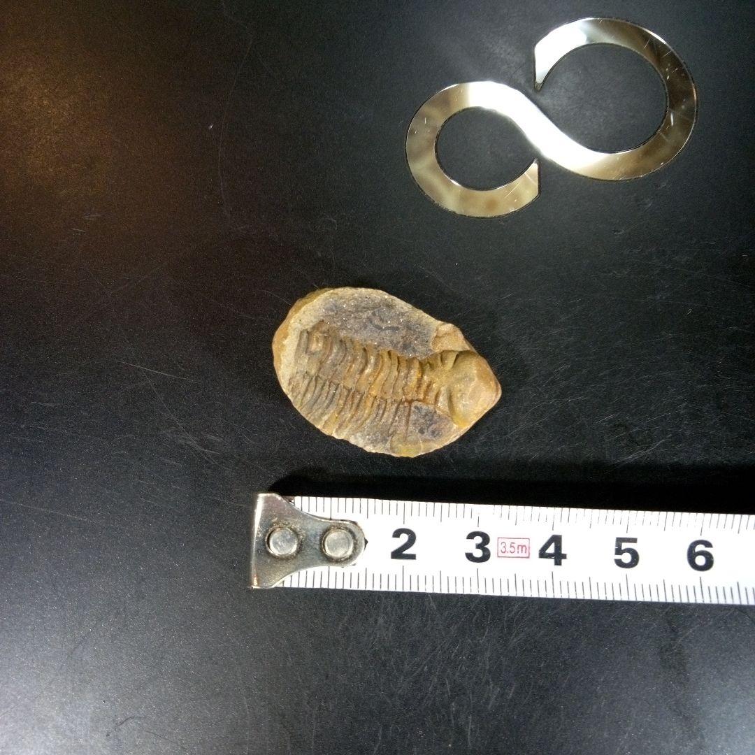 三葉虫　化石　fossil　海　ボリビア産　trilobite　海生動物分類⑥