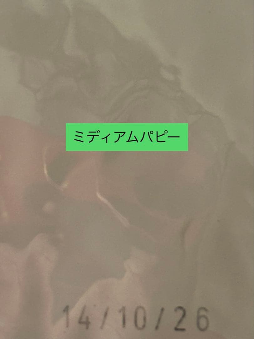 ロイヤルカナン ミディアムパピー16kg