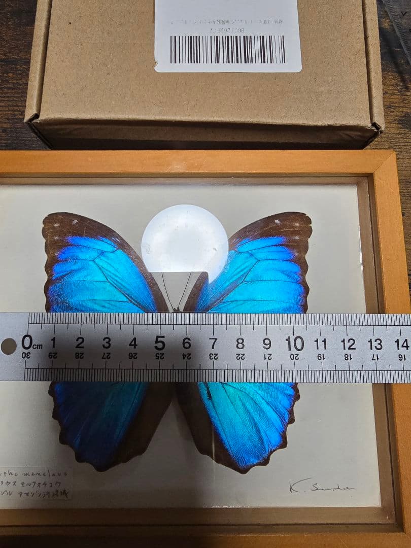 メネラウスモルフォ　蝶　昆虫標本　ビンテージ
