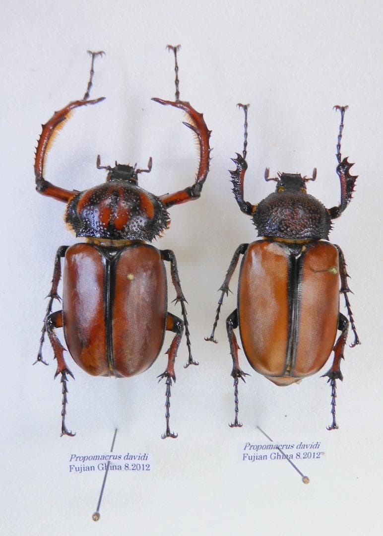 中国産　ダビデスヒメテナガ　40mm 43mm