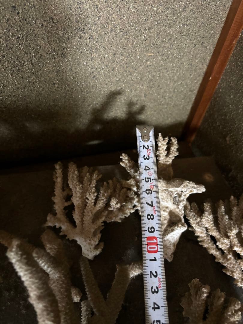 珊瑚　置物　塊1個バラ5個