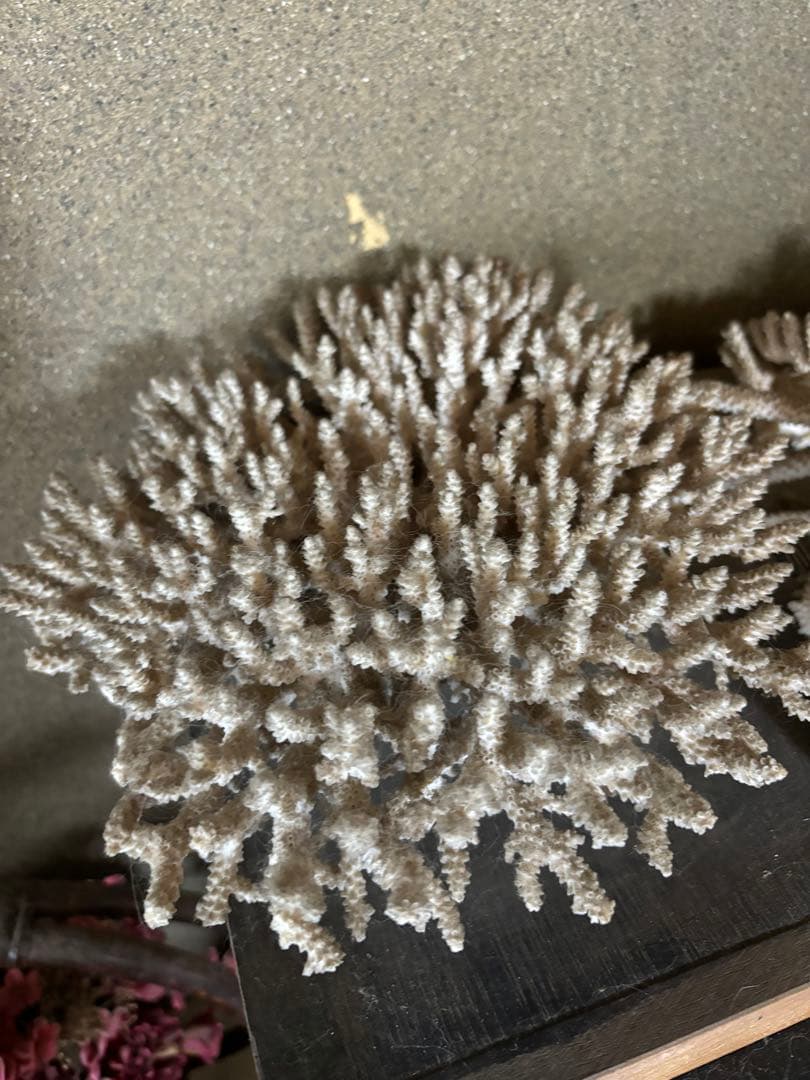 珊瑚　置物　塊1個バラ5個