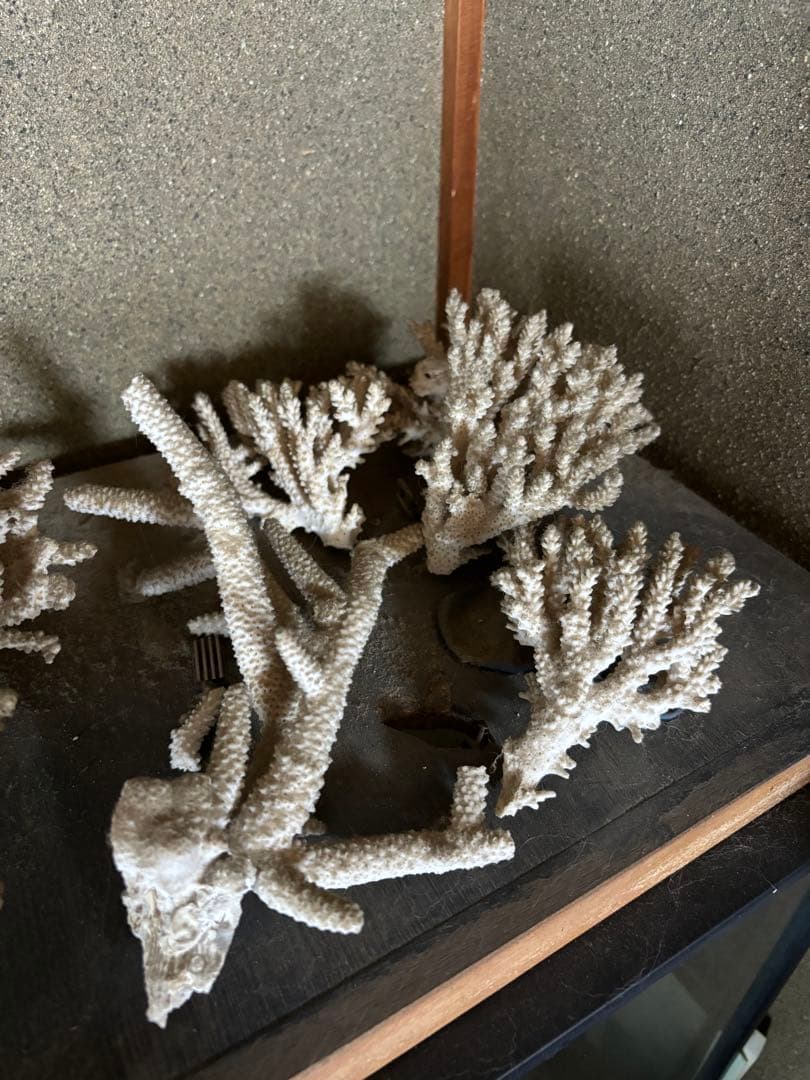 珊瑚　置物　塊1個バラ5個