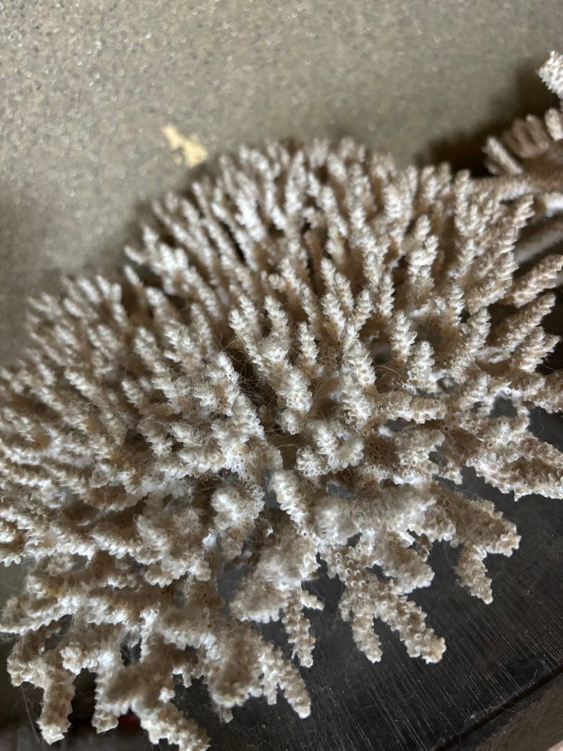 珊瑚　置物　塊1個バラ5個