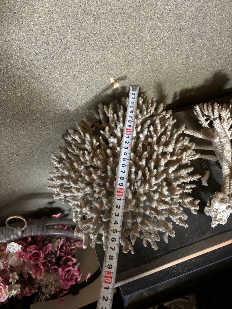 珊瑚　置物　塊1個バラ5個