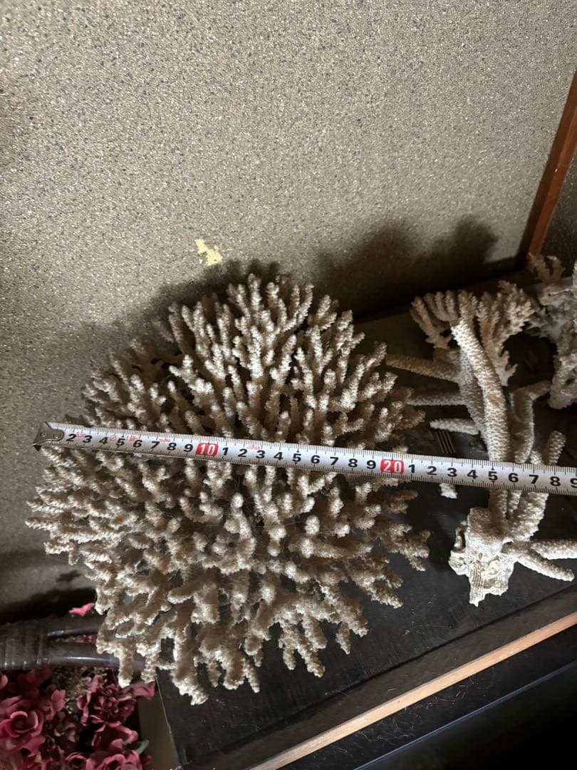 珊瑚　置物　塊1個バラ5個