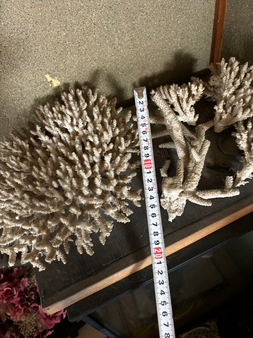 珊瑚　置物　塊1個バラ5個