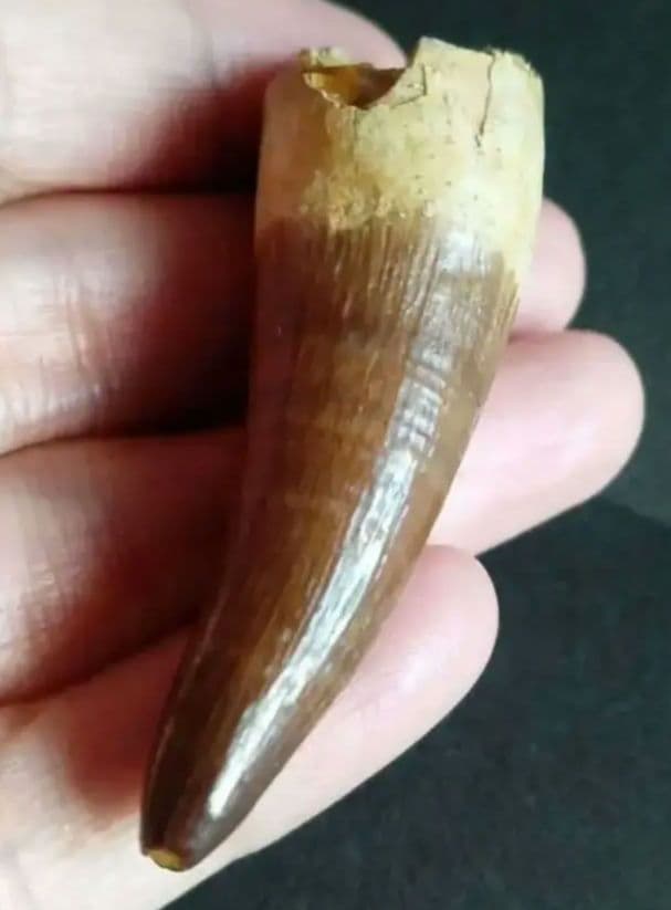 化石標本　絶滅種ワニ類　 ディロサウルス　極美麗