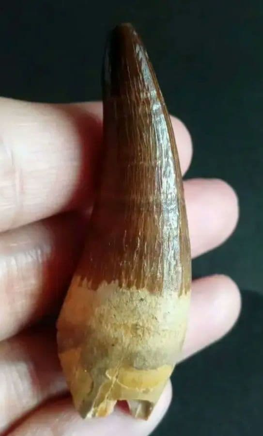 化石標本　絶滅種ワニ類　 ディロサウルス　極美麗