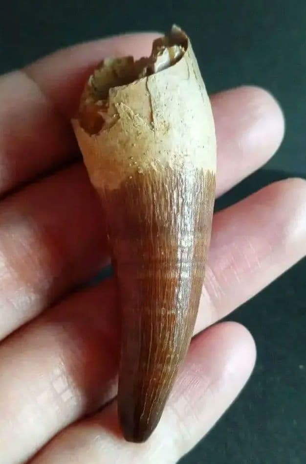 化石標本　絶滅種ワニ類　 ディロサウルス　極美麗