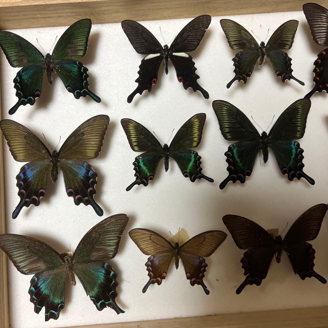 美しい蝶の標本 15匹 木製フレーム