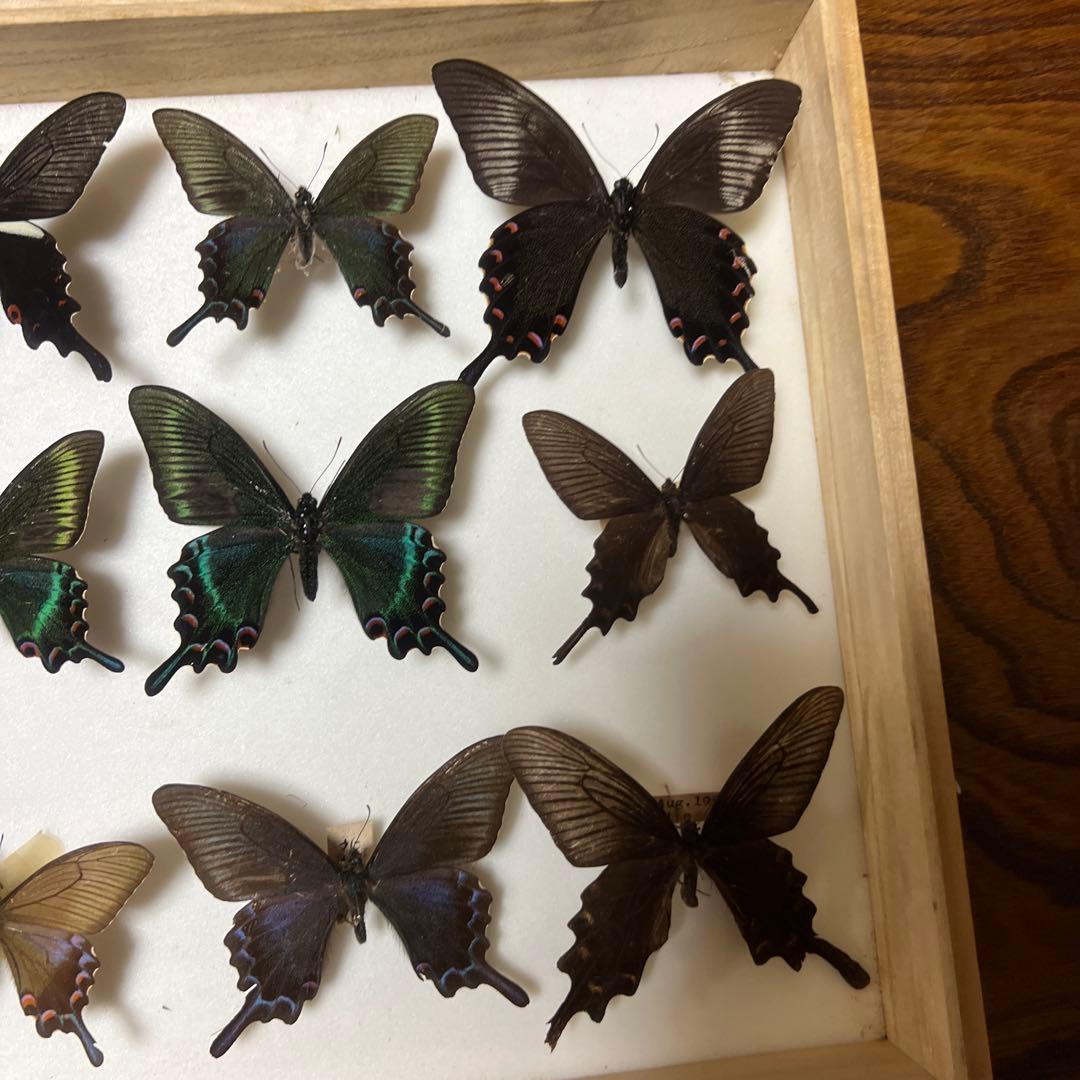 美しい蝶の標本 15匹 木製フレーム
