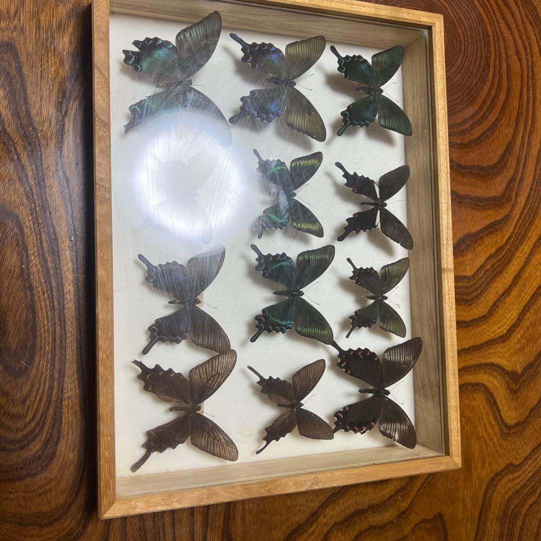 美しい蝶の標本 15匹 木製フレーム