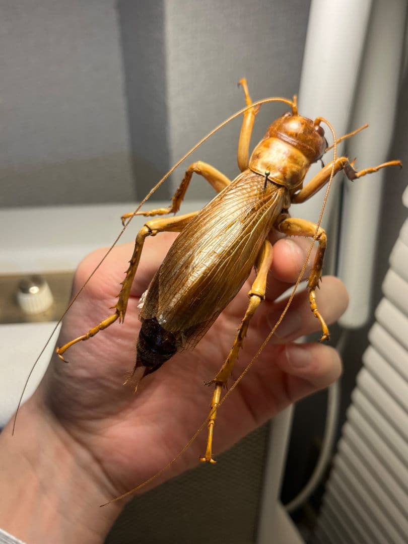 【特大極美】リオック Sia ferox コロギス 昆虫標本デュビアタランチュラ