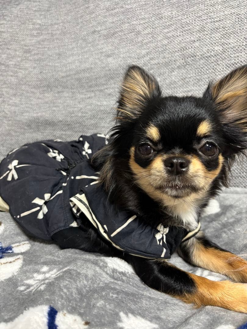 購入不可　確認用です