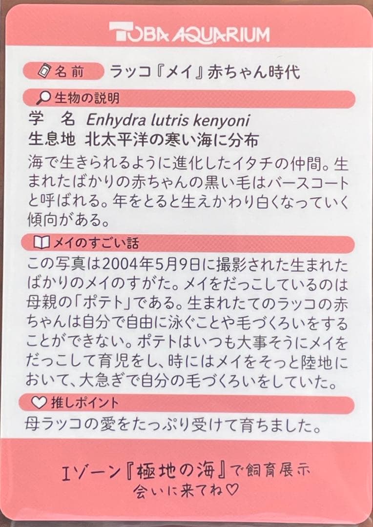 鳥羽水族館　コレクションカード　メイ（レア）　ポテト　ラッコ　赤ちゃん