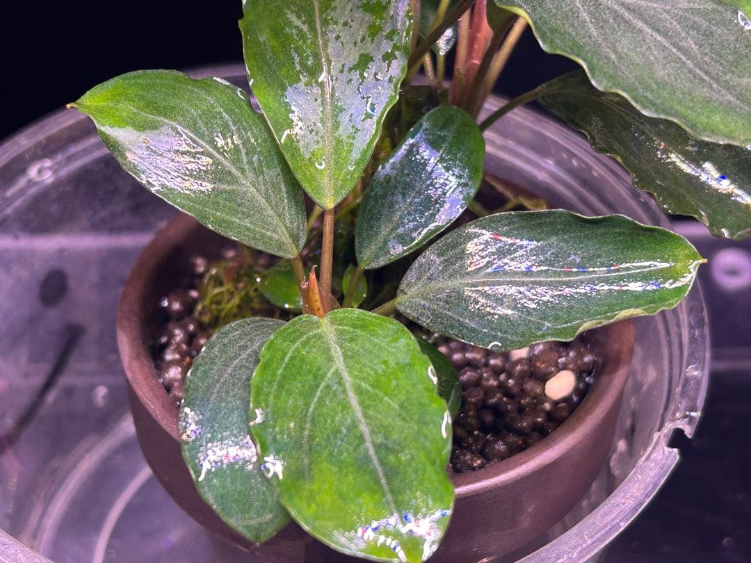 【TB便】Bucephalandra sp.Pearl gray 群生水上育成株