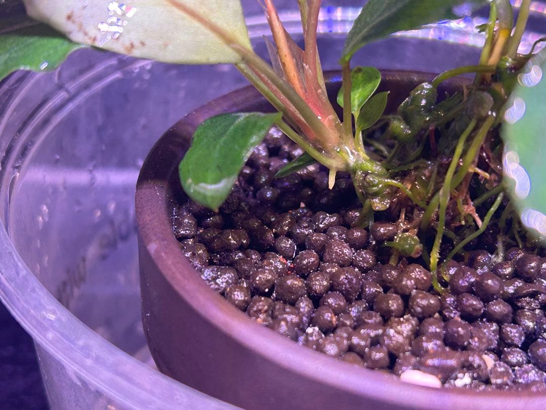 【TB便】Bucephalandra sp.Pearl gray 群生水上育成株