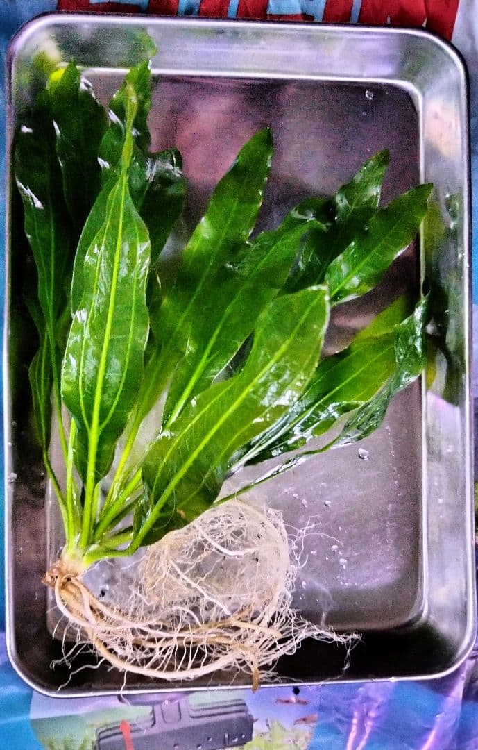 p*8様 ★　エキノドルス　ホレマニー　 クラッシックブロードリーフ☆　 水槽