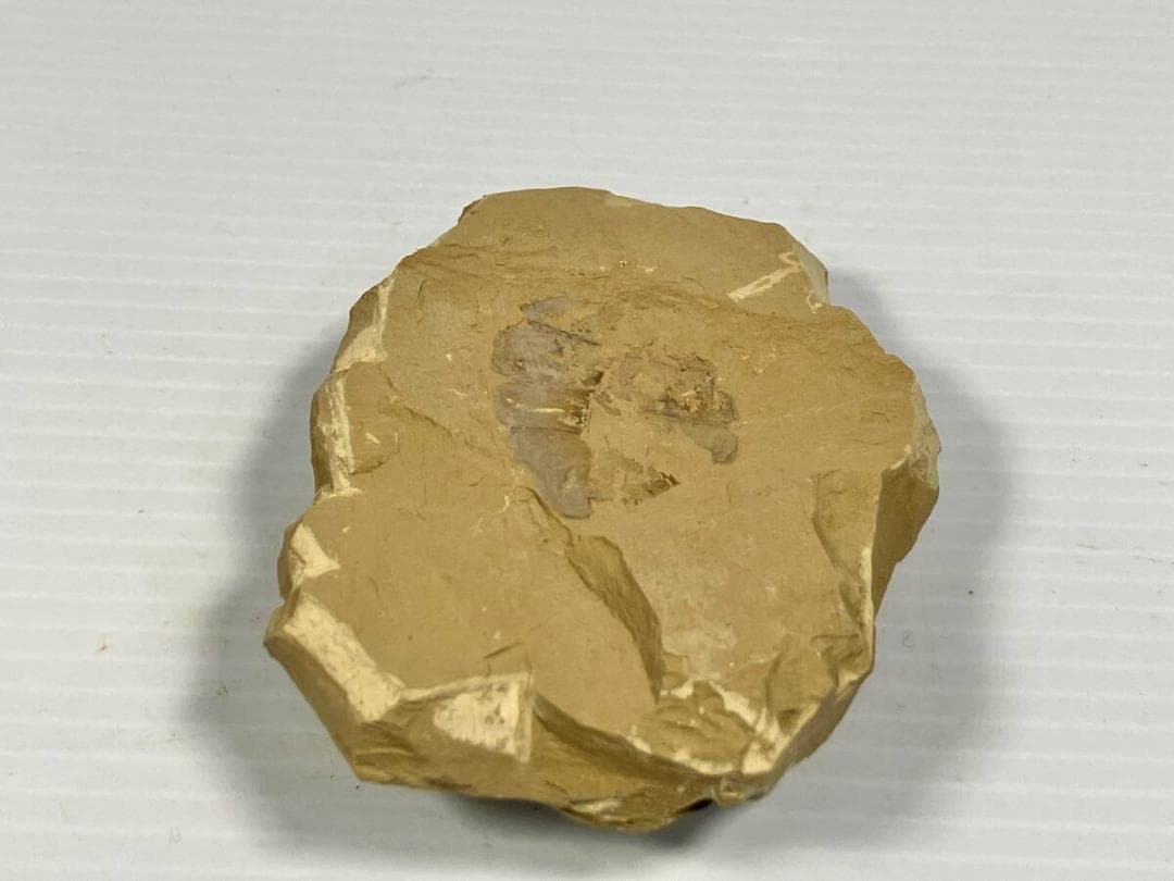 カンブリア紀 Vetulicola 化石｜ヴェトゥリコラ｜ 澄江動物群