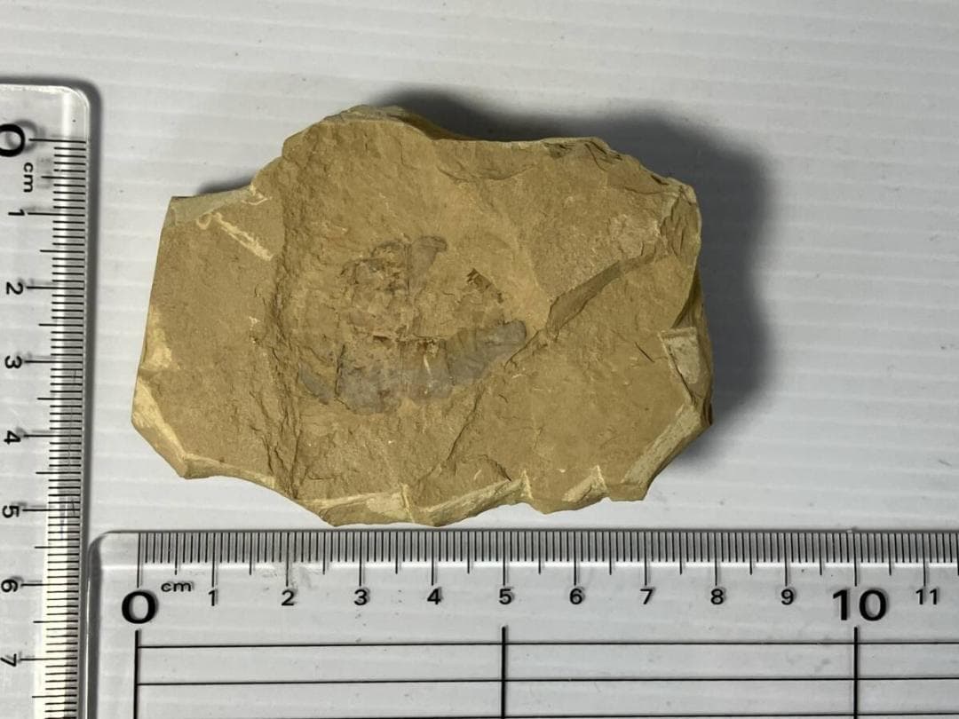 カンブリア紀 Vetulicola 化石｜ヴェトゥリコラ｜ 澄江動物群