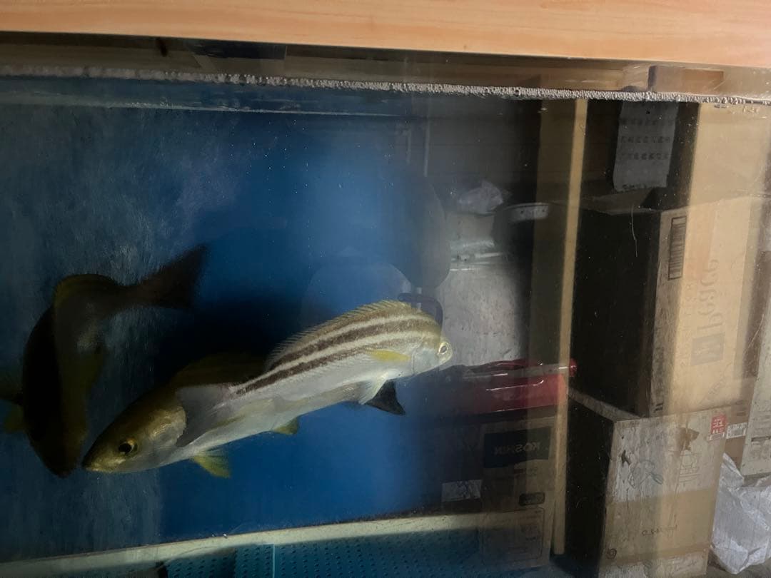 活魚水槽　アクリル水槽