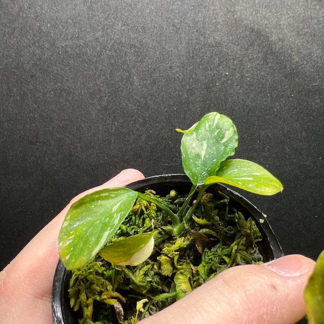 アヌビアス バルテリー バー バルテリー 斑入り 1株 (水上葉)