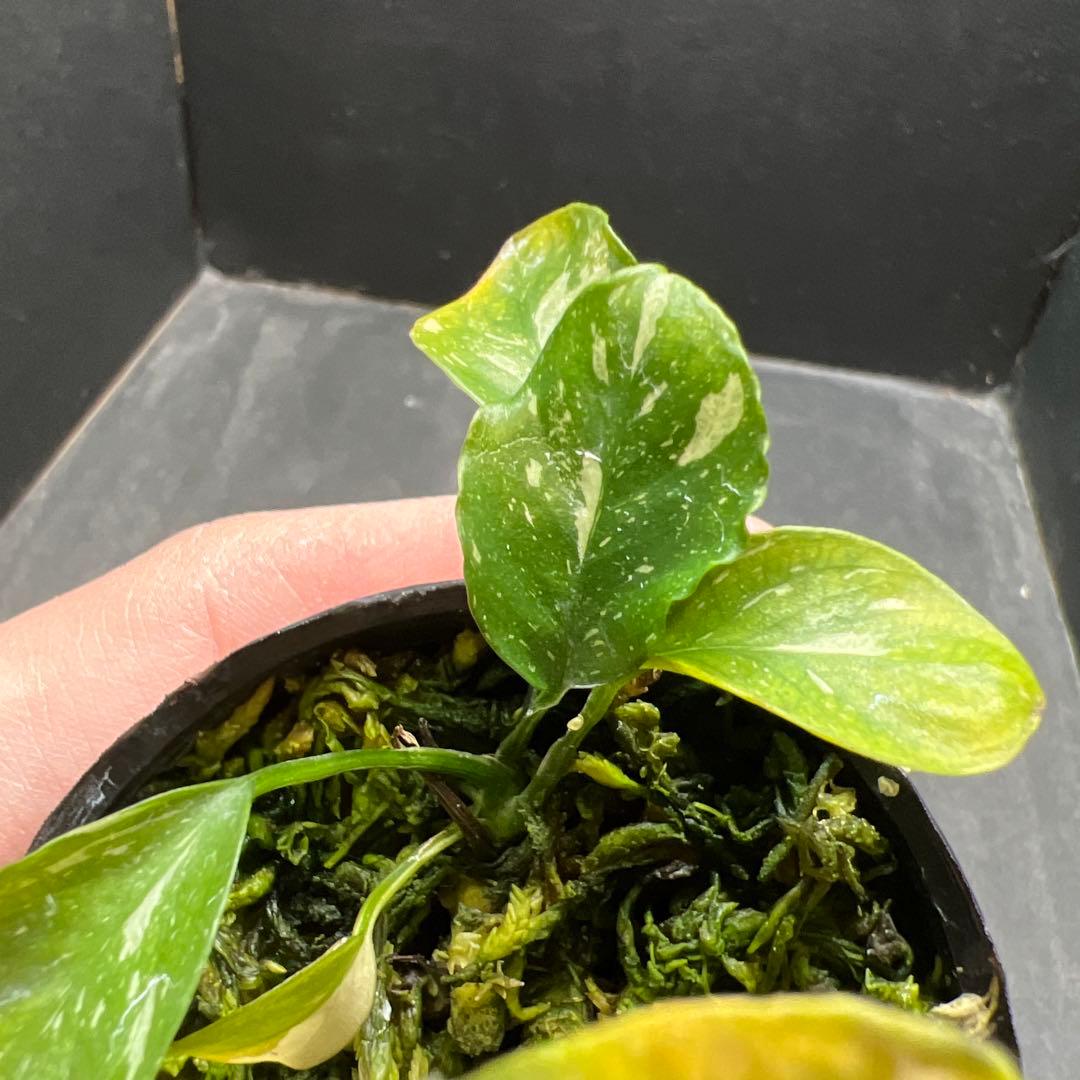 アヌビアス バルテリー バー バルテリー 斑入り 1株 (水上葉)