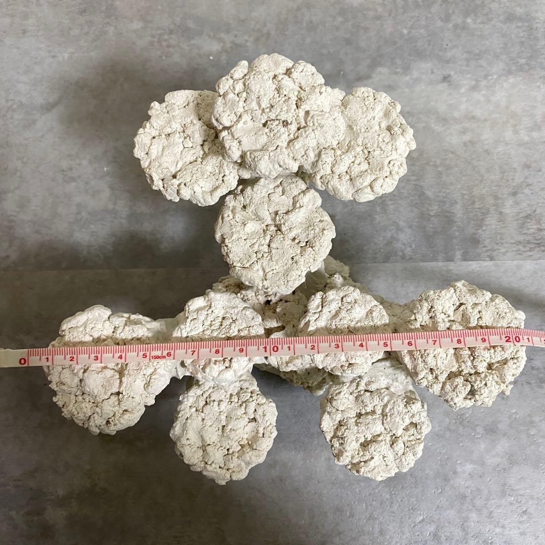 30cm 水槽用ホワイトコーラル型石　レイアウト済　人口ライブロック　サンゴ