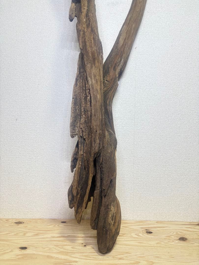 Ｇ37 灰汁抜き済み流木　爬虫類シェルター　観葉植物　インテリア