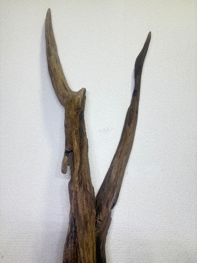 Ｇ37 灰汁抜き済み流木　爬虫類シェルター　観葉植物　インテリア