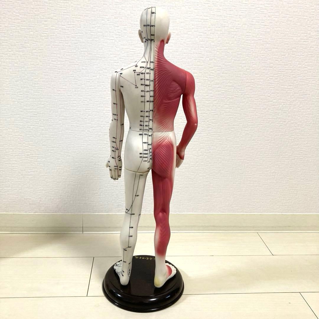 【医道の日本社】経穴経絡人形　経穴くん(人体模型)