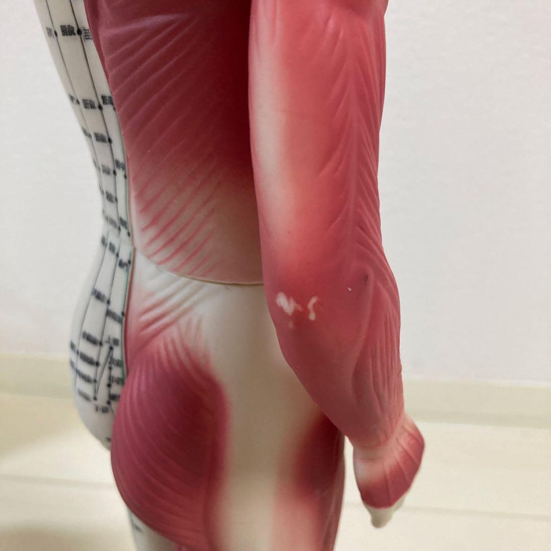 【医道の日本社】経穴経絡人形　経穴くん(人体模型)