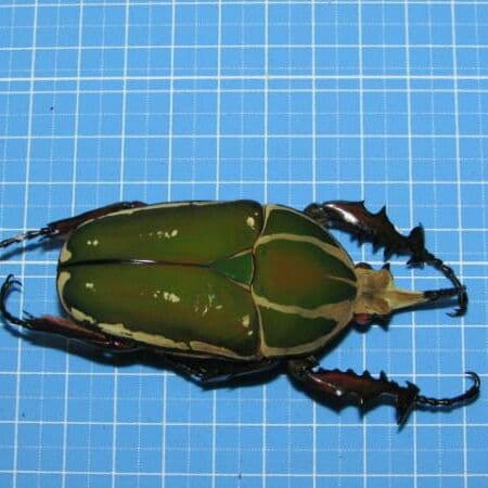 コンゴ産 赤道州 トルクアタ 79mm