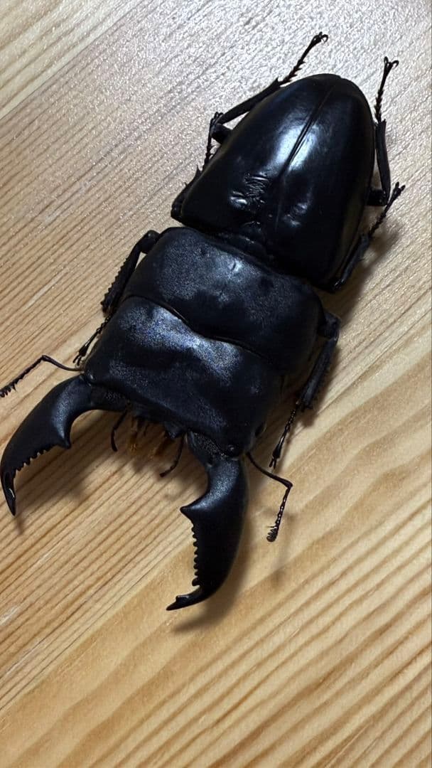 スマトラオオヒラタ　パラワンオオヒラタ　Ｂ品