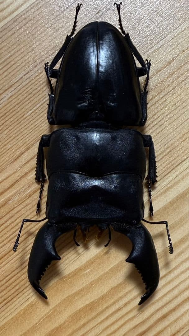 スマトラオオヒラタ　パラワンオオヒラタ　Ｂ品